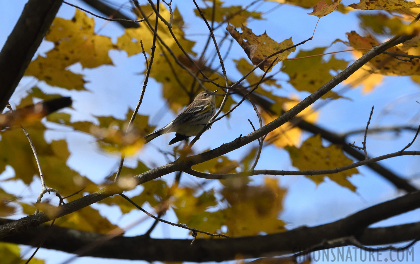 Setophaga coronata [400 mm, 1/2000 Sek. bei f / 7.1, ISO 1600]